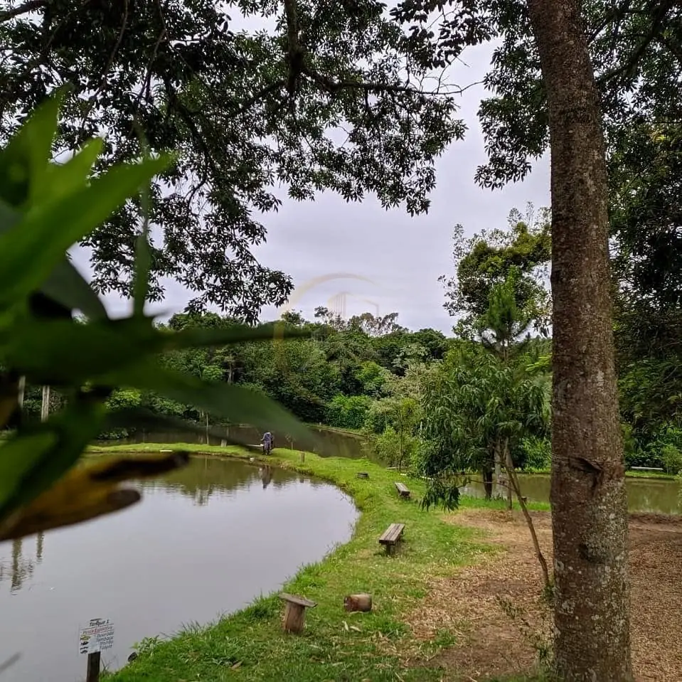 Tanque cercado por vegetação e árvores do sítio à venda em Torrinha/SP