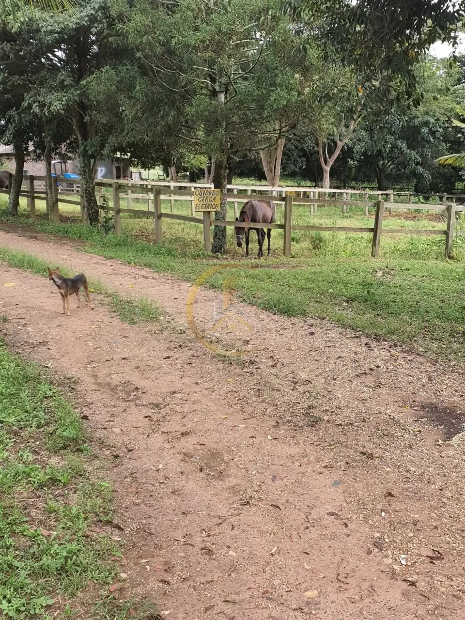 Área cercada com animais e caminho de terra do sítio à venda em Torrinha/SP