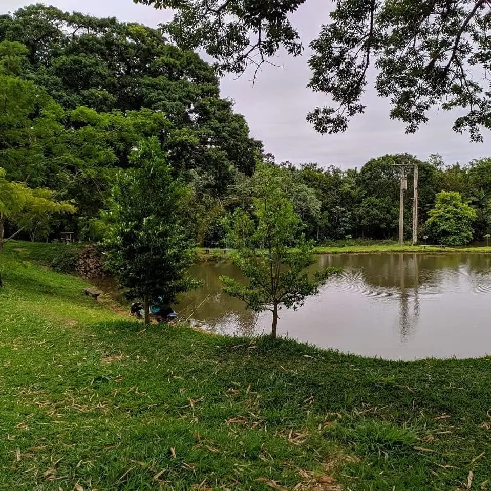 Margem gramada de tanque com árvores ao fundo do sítio à venda em Torrinha/SP