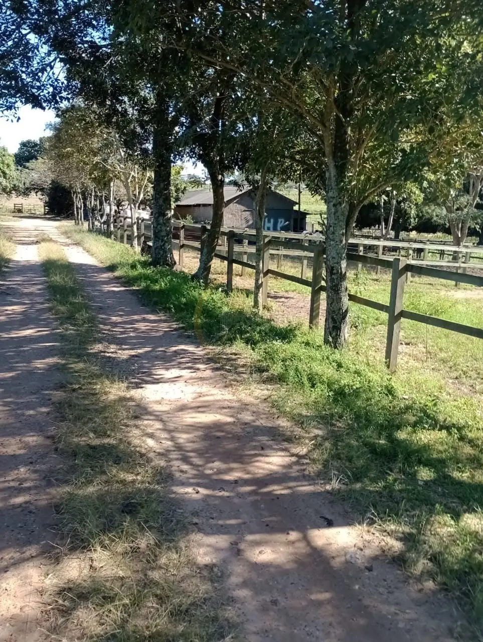 Caminho interno arborizado junto aos piquetes do sítio à venda em Torrinha/SP