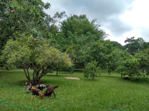 Jardim arborizado da chácara no Residencial Planalto Serra Verde