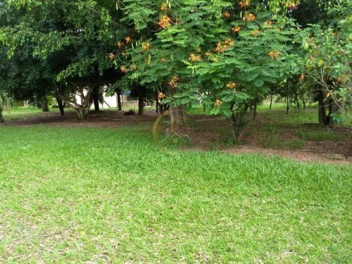 Pomar com árvores frutíferas na chácara em Itirapina SP