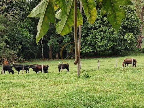 Animais na pastagem da propriedade rural em Corumbataí SP