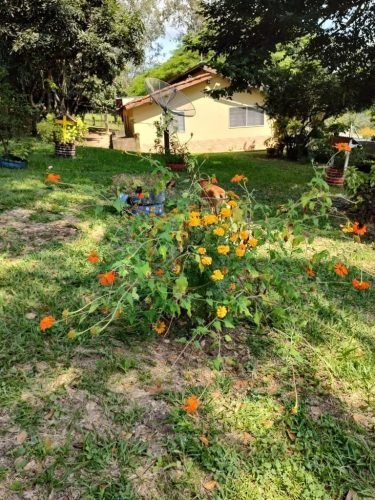 Jardim florido do sítio à venda em Corumbataí SP