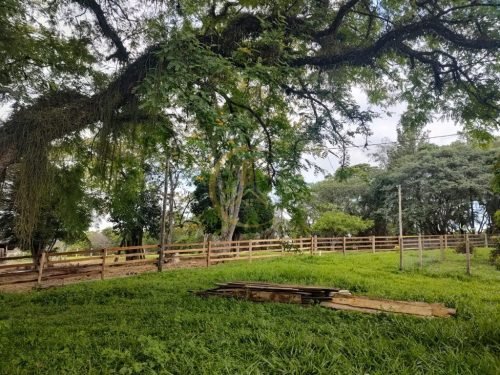 Gramado e jardim do sítio à venda em Corumbataí SP
