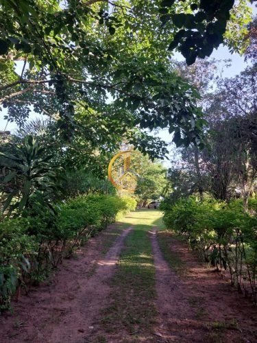 Área verde com árvores na chácara à venda em Itirapina/SP