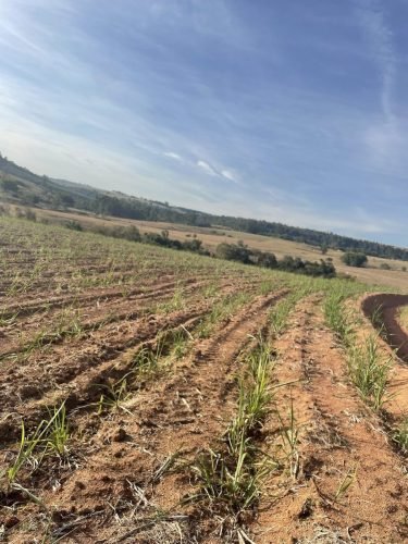 Sítio à venda em Rio Claro SP com 6 alqueires de área produtiva.