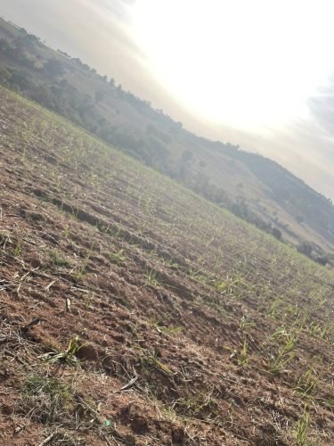 Área arrendada para cultivo de cana em Rio Claro.