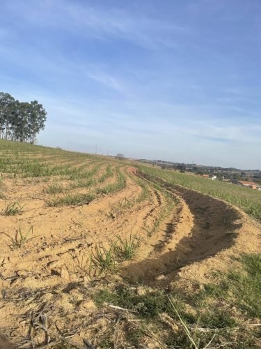 Terreno agrícola produtivo em Rio Claro.