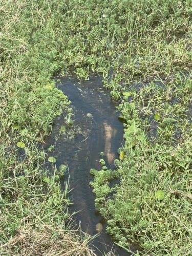 Córrego localizado dentro do sítio à venda em Rio Claro/SP