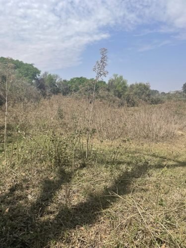 Vista da área aberta do terreno, destacando a topografia plana, excelente aproveitamento e espaço ideal para implantação de projetos rurais, lazer ou moradia.
