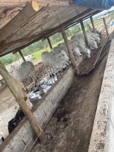 Confinamento rural à venda em Ajapi Rio Claro SP - curral de bovinos