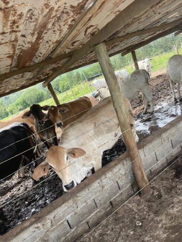 Gado no curral do confinamento rural em Ajapi Rio Claro SP