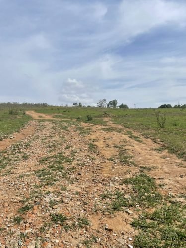 Área preparada para manejo de bovinos em Ajapi Rio Claro SP