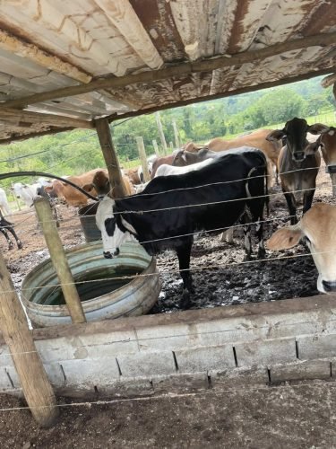 Vista da propriedade rural em Ajapi Rio Claro SP
