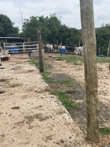 Área de manejo do confinamento rural em Ajapi SP
