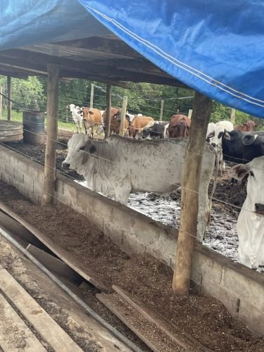 Curral para confinamento de bovinos em Ajapi Rio Claro SP