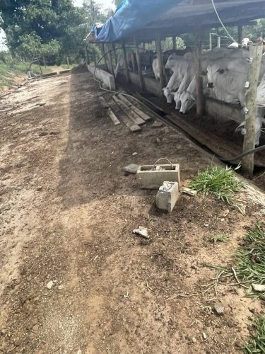 Cocho para alimentação de bovinos no confinamento em Ajapi Rio Claro SP