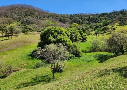 vegetação e paisagem rural.