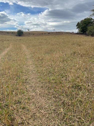 Área formada em pasto no sítio em Rio Claro/SP